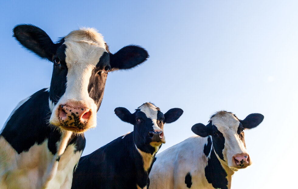 Dairy Cattle hay for sale at alpha hay farm