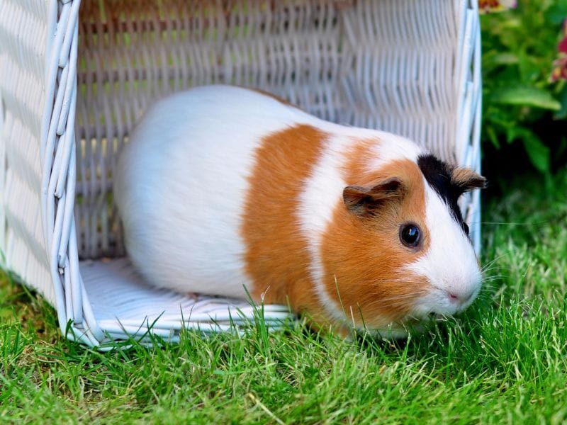 Buy hay and forage for small pets like rabbits and guinea pigs