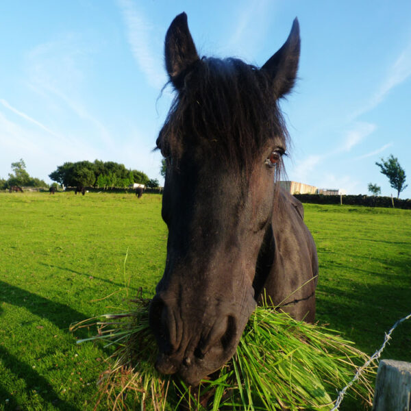 Alpha hay farm sells the best hay for all horses 