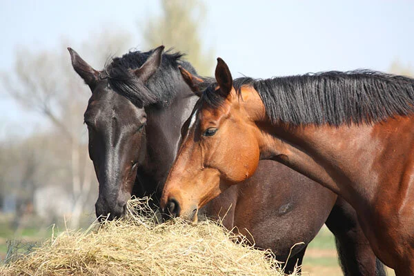 Buy race horse hay and forage for sale